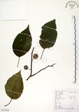 中文名:構樹(S117622)學名:Broussonetia papyrifera (L.) LHerit. ex Vent.(S117622)英文名:Kou-shui, Paper Mulberry