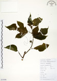 中文名:構樹(S118380)學名:Broussonetia papyrifera (L.) LHerit. ex Vent.(S118380)英文名:Kou-shui, Paper Mulberry