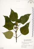 中文名:構樹(S119673)學名:Broussonetia papyrifera (L.) LHerit. ex Vent.(S119673)英文名:Kou-shui, Paper Mulberry