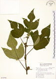 中文名:構樹(S119704)學名:Broussonetia papyrifera (L.) LHerit. ex Vent.(S119704)英文名:Kou-shui, Paper Mulberry