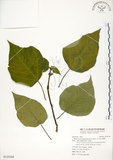 中文名:構樹(S125168)學名:Broussonetia papyrifera (L.) LHerit. ex Vent.(S125168)英文名:Kou-shui, Paper Mulberry