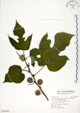 中文名:構樹(S125240)學名:Broussonetia papyrifera (L.) LHerit. ex Vent.(S125240)英文名:Kou-shui, Paper Mulberry