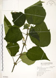 中文名:構樹(S125641)學名:Broussonetia papyrifera (L.) LHerit. ex Vent.(S125641)英文名:Kou-shui, Paper Mulberry