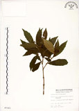 中文名:疏齒紫珠(S007183)學名:Callicarpa remotiserrulata Hayata(S007183)中文別名:恆春紫珠英文名:Hengchun beauty-berry