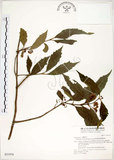 中文名:疏齒紫珠(S031974)學名:Callicarpa remotiserrulata Hayata(S031974)中文別名:恆春紫珠英文名:Hengchun beauty-berry