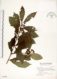 中文名:疏齒紫珠(S031984)學名:Callicarpa remotiserrulata Hayata(S031984)中文別名:恆春紫珠英文名:Hengchun beauty-berry