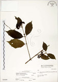中文名:疏齒紫珠(S036499)學名:Callicarpa remotiserrulata Hayata(S036499)中文別名:恆春紫珠英文名:Hengchun beauty-berry