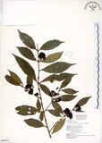 中文名:疏齒紫珠(S063477)學名:Callicarpa remotiserrulata Hayata(S063477)中文別名:恆春紫珠英文名:Hengchun beauty-berry