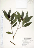 中文名:疏齒紫珠(S100497)學名:Callicarpa remotiserrulata Hayata(S100497)中文別名:恆春紫珠英文名:Hengchun beauty-berry