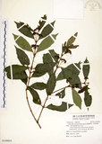 中文名:疏齒紫珠(S109855)學名:Callicarpa remotiserrulata Hayata(S109855)中文別名:恆春紫珠英文名:Hengchun beauty-berry