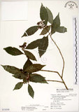 中文名:疏齒紫珠(S116348)學名:Callicarpa remotiserrulata Hayata(S116348)中文別名:恆春紫珠英文名:Hengchun beauty-berry