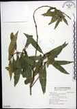 中文名:柳葉石櫟(S140898)學名:Pasania dodoniifolia Hayata(S140898)英文名:Willow-leaf Tanoak