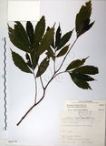 中文名:冷清草(S068578)學名:Elatostema lineolatum Wight var. majus Wedd.(S068578)