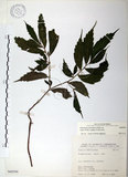 中文名:冷清草(S068590)學名:Elatostema lineolatum Wight var. majus Wedd.(S068590)