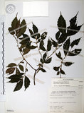 中文名:冷清草(S068634)學名:Elatostema lineolatum Wight var. majus Wedd.(S068634)