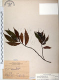 中文名:冷清草(S070343)學名:Elatostema lineolatum Wight var. majus Wedd.(S070343)