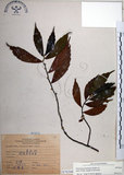 中文名:冷清草(S070344)學名:Elatostema lineolatum Wight var. majus Wedd.(S070344)