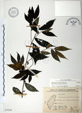 中文名:冷清草(S070346)學名:Elatostema lineolatum Wight var. majus Wedd.(S070346)