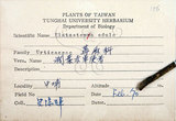 中文名:冷清草(S070348)學名:Elatostema lineolatum Wight var. majus Wedd.(S070348)