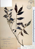 中文名:冷清草(S072344)學名:Elatostema lineolatum Wight var. majus Wedd.(S072344)