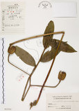 中文名:豔紅百合(S025393)學名:Lilium speciosum Thunb. var. gloriosoides Bak.(S025393)中文別名:豔紅鹿子百合