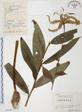 中文名:豔紅百合(S055788)學名:Lilium speciosum Thunb. var. gloriosoides Bak.(S055788)中文別名:豔紅鹿子百合