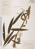 中文名:豔紅百合(S057861)學名:Lilium speciosum Thunb. var. gloriosoides Bak.(S057861)中文別名:豔紅鹿子百合