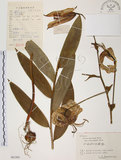 中文名:豔紅百合(S061503)學名:Lilium speciosum Thunb. var. gloriosoides Bak.(S061503)中文別名:豔紅鹿子百合