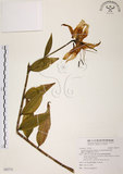 中文名:豔紅百合(S092775)學名:Lilium speciosum Thunb. var. gloriosoides Bak.(S092775)中文別名:豔紅鹿子百合