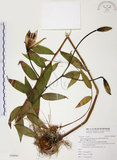 中文名:豔紅百合(S094998)學名:Lilium speciosum Thunb. var. gloriosoides Bak.(S094998)中文別名:豔紅鹿子百合