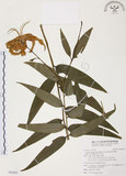 中文名:豔紅百合(S095052)學名:Lilium speciosum Thunb. var. gloriosoides Bak.(S095052)中文別名:豔紅鹿子百合