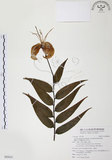 中文名:豔紅百合(S095055)學名:Lilium speciosum Thunb. var. gloriosoides Bak.(S095055)中文別名:豔紅鹿子百合