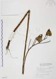 中文名:豔紅百合(S104743)學名:Lilium speciosum Thunb. var. gloriosoides Bak.(S104743)中文別名:豔紅鹿子百合