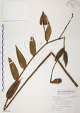 中文名:豔紅百合(S104744)學名:Lilium speciosum Thunb. var. gloriosoides Bak.(S104744)中文別名:豔紅鹿子百合