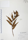 中文名:豔紅百合(S104746)學名:Lilium speciosum Thunb. var. gloriosoides Bak.(S104746)中文別名:豔紅鹿子百合