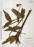 中文名:豔紅百合(S104747)學名:Lilium speciosum Thunb. var. gloriosoides Bak.(S104747)中文別名:豔紅鹿子百合