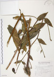 中文名:豔紅百合(S104748)學名:Lilium speciosum Thunb. var. gloriosoides Bak.(S104748)中文別名:豔紅鹿子百合