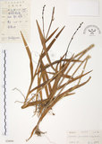 中文名:葦草蘭(S028800)學名:Arundina graminifolia (D. Don) Hochr.(S028800)中文別名:鳥仔花