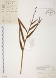 中文名:葦草蘭(S030168)學名:Arundina graminifolia (D. Don) Hochr.(S030168)中文別名:鳥仔花