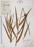 中文名:葦草蘭(S044504)學名:Arundina graminifolia (D. Don) Hochr.(S044504)中文別名:鳥仔花