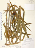 中文名:葦草蘭(S081349)學名:Arundina graminifolia (D. Don) Hochr.(S081349)中文別名:鳥仔花
