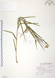 中文名:葦草蘭(S091186)學名:Arundina graminifolia (D. Don) Hochr.(S091186)中文別名:鳥仔花