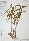 中文名:葦草蘭(S102054)學名:Arundina graminifolia (D. Don) Hochr.(S102054)中文別名:鳥仔花