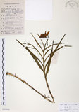 中文名:葦草蘭(S103041)學名:Arundina graminifolia (D. Don) Hochr.(S103041)中文別名:鳥仔花