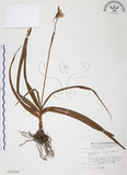 中文名:臺灣白及(S010594)學名:Bletilla formosana (Hayata) Schltr.(S010594)