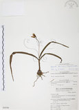 中文名:臺灣白及(S050190)學名:Bletilla formosana (Hayata) Schltr.(S050190)