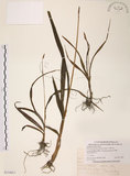 中文名:臺灣白及(S114411)學名:Bletilla formosana (Hayata) Schltr.(S114411)