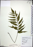 中文名:革葉鐵角蕨(P008542)學名:Asplenium adiantoides (L.) C. Chr.(P008542)