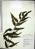 中文名:革葉鐵角蕨(P008543)學名:Asplenium adiantoides (L.) C. Chr.(P008543)
