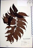 中文名:全緣貫眾蕨(P001650)學名:Cyrtomium falcatum (L. f.) Presl(P001650)英文名:House holly fern